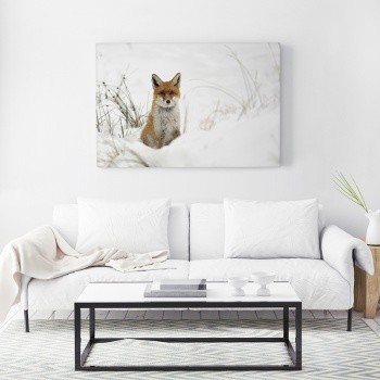 Fox in snowy landscape