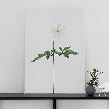 Canvastaulu Wood anemone