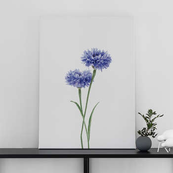 Cornflower