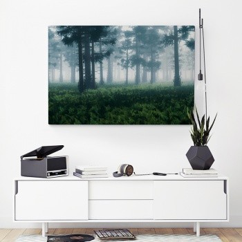 Forest in the morning fog