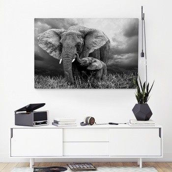 Elephants